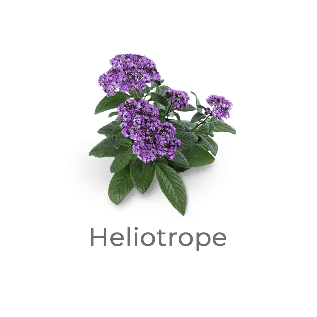 heliotrope