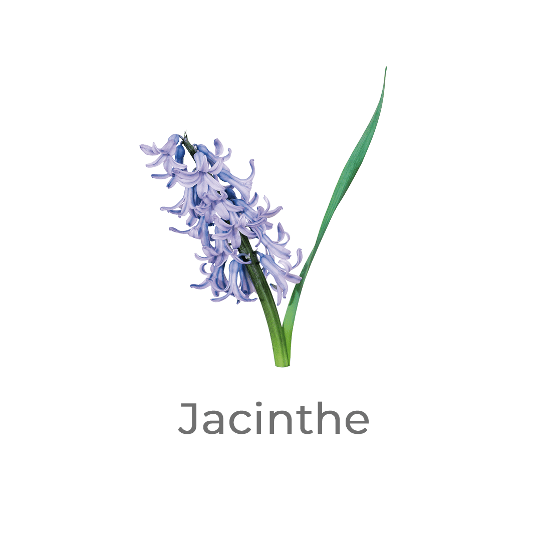 jacinthe