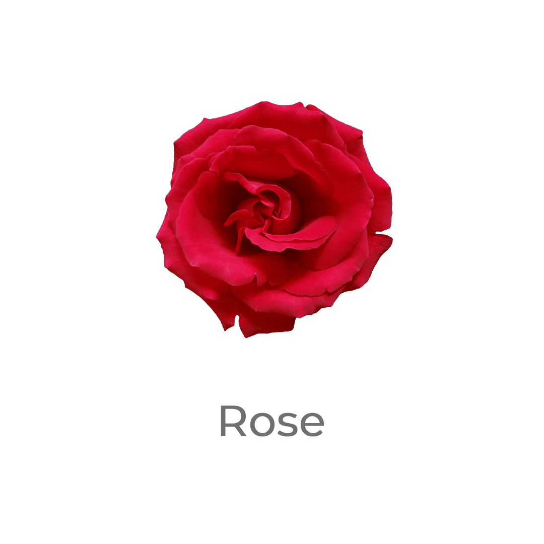 rose