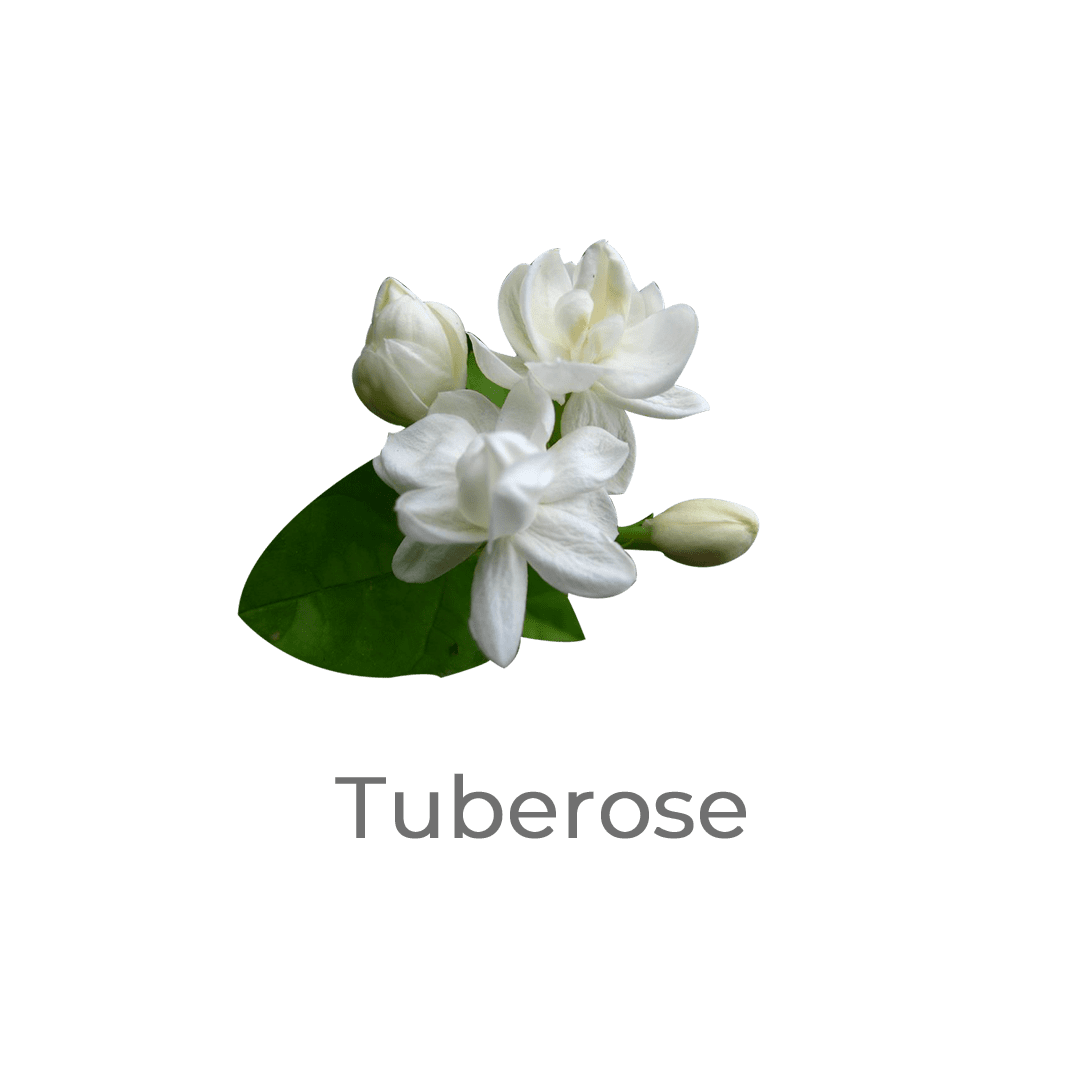 tuberose